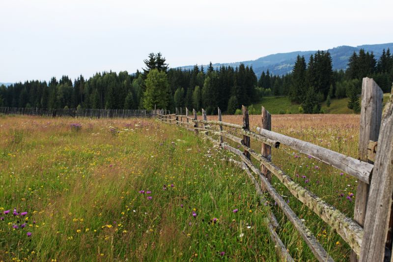 Rustic Fence Scene